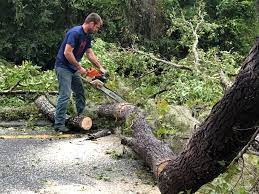 Best Tree and Shrub Care  in Blackshear, GA